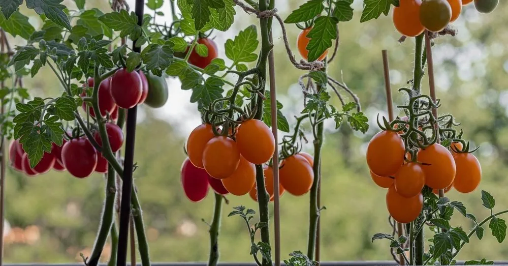 You can lose all your tomatoes if you forget these 5 tasks in August
