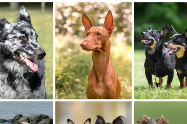 Dog breeds you have probably never heard of or confuse with others