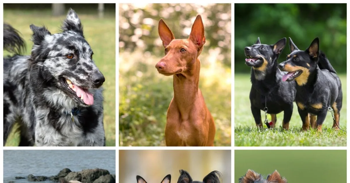 Dog breeds you have probably never heard of or confuse with others