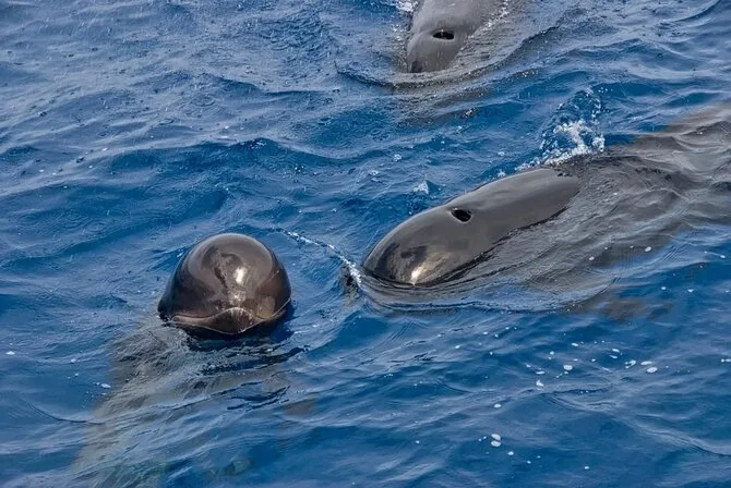 Shutterstock photo/Long-finned pilot whales