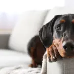 Surprised by an unexpected call – they thought the pet was safe at home, but the truth was different