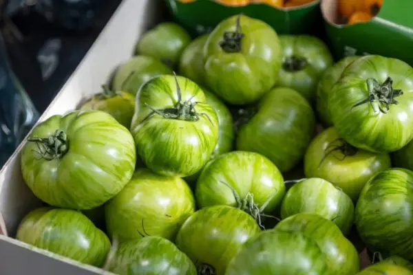 Put this with green tomatoes – they will ripen much faster: a simple trick