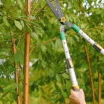 In September, I do not prune these trees and shrubs: the harvest doubles, and the plants overwinter perfectly