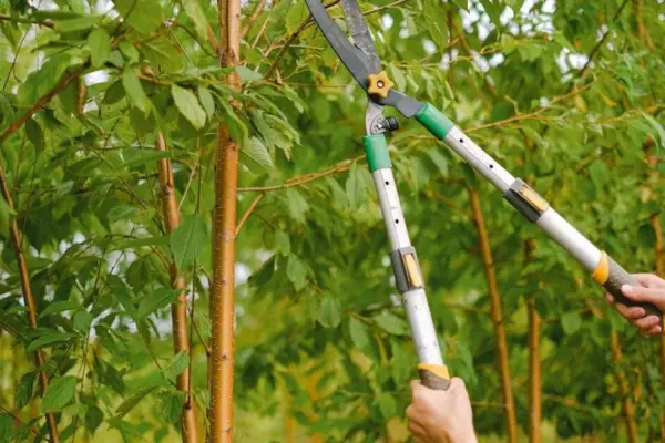 In September, I do not prune these trees and shrubs: the harvest doubles, and the plants overwinter perfectly