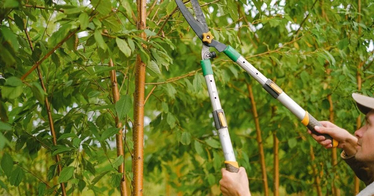 In September, I do not prune these trees and shrubs: the harvest doubles, and the plants overwinter perfectly