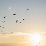 NKVC: yellow air hazard has been declared due to a flock of birds