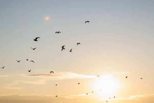 NKVC: yellow air hazard has been declared due to a flock of birds
