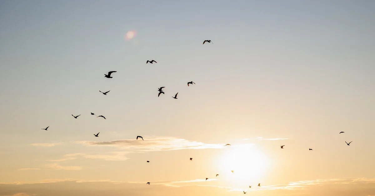 NKVC: yellow air hazard has been declared due to a flock of birds