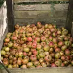 Nettles and rotting apples can be useful: how to make hot compost