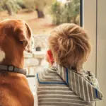 From the floors to the panoramic windows: what dog owners should know when choosing a home