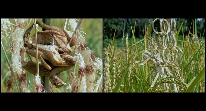 Frame from the film/Frame from the film “We Are the Forest's Fruits”