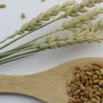 Forgotten supergrain for breakfast: why it might be a better choice than oats?