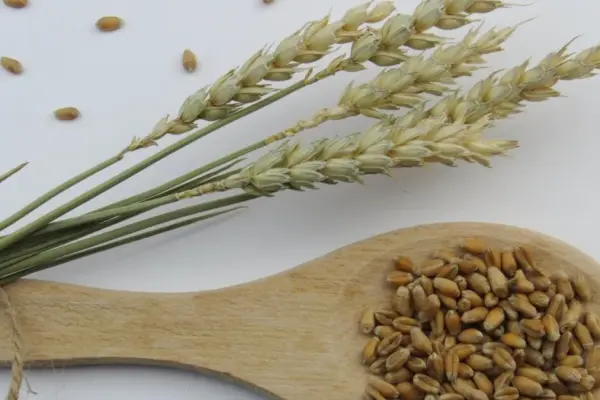 Forgotten supergrain for breakfast: why it might be a better choice than oats?