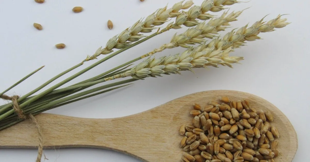Forgotten supergrain for breakfast: why it might be a better choice than oats?