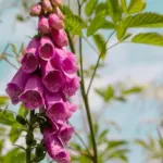 A heavenly garden in half an hour: plant this wonderful flower before winter – it will grow even in the shade