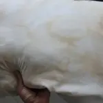 Don't rush to throw away yellowed pillows: this simple trick will help save them