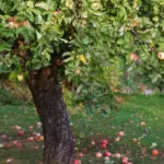 Not just for compost: where else can fallen apples be used