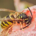 Did you step aside to pick an apple and got stung by a wasp? Here's when it can be dangerous