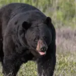 Terrible tragedy in the USA: a bear broke into a house and fatally injured a 67-year-old man