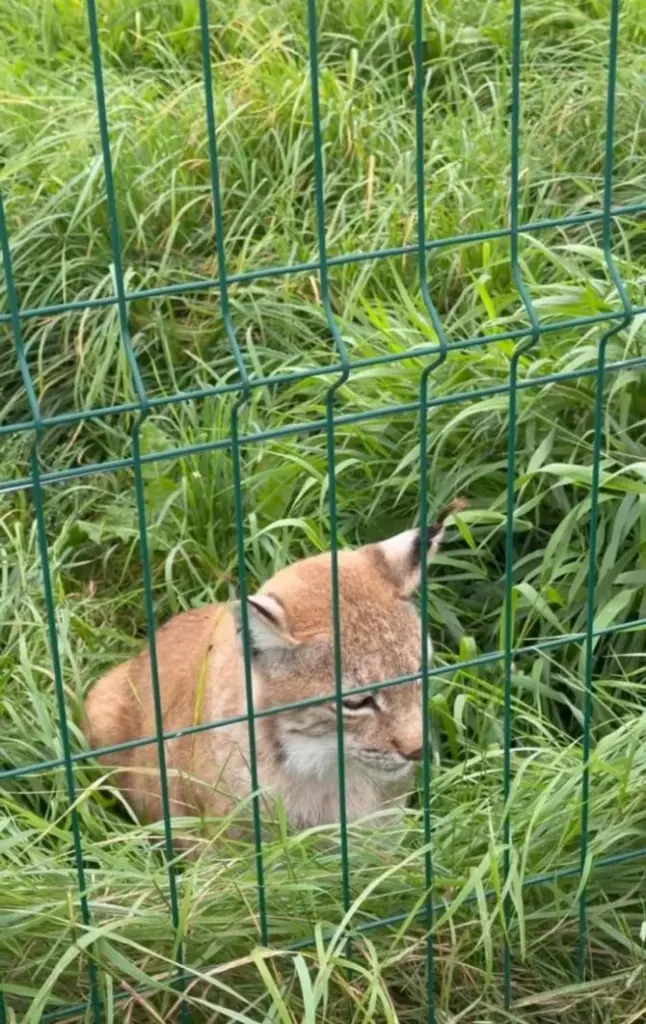 Soc.tinklų nuotr./Lūšis „Gamtos perlo“ mini zoologijos sode