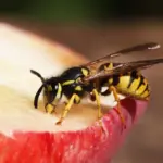 In September – a surge of wasps: "These mistakes we make attract them even more"