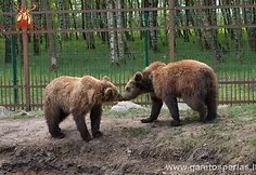 Meškos mini zoologijos sode