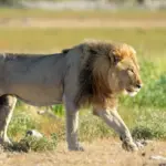 Camping of a 59-year-old businessman in Africa ended horribly: a man going to the toilet was attacked by a lion