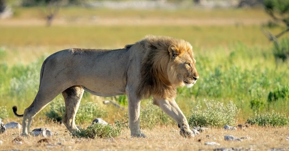 Camping of a 59-year-old businessman in Africa ended horribly: a man going to the toilet was attacked by a lion