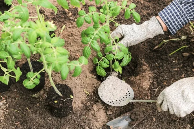 Shutterstock photo/Ashes for tomatoes