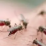 Anomaly in autumn: why do mosquitoes attack and when will it end?