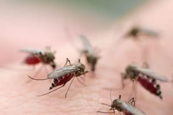 Anomaly in autumn: why do mosquitoes attack and when will it end?