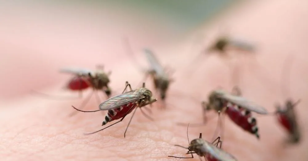 Anomaly in autumn: why do mosquitoes attack and when will it end?