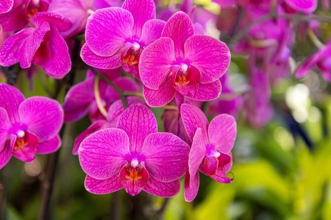Shutterstock nuotr./Orchidėjos