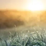 Polish meteorologists' forecasts are gloomy: after the heat wave – frosts