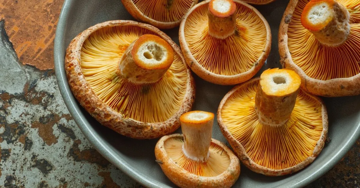 Rudmėsių season: where to find them, how to recognize them, and what to make