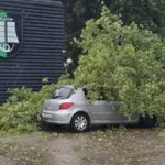 A tree fell on a car in the center of Vilnius: the municipality will have to compensate 14 thousand euros in damages
