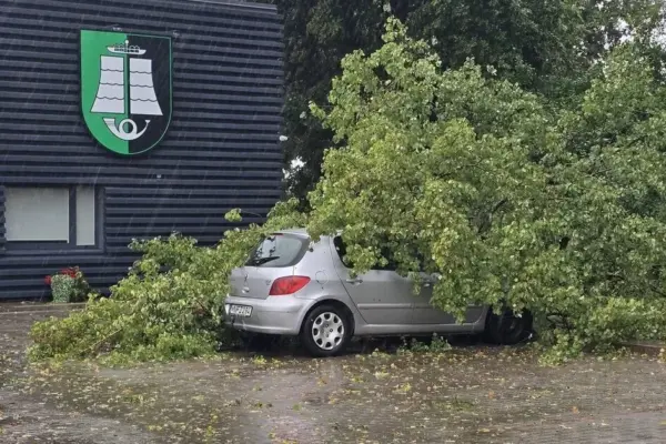 A tree fell on a car in the center of Vilnius: the municipality will have to compensate 14 thousand euros in damages