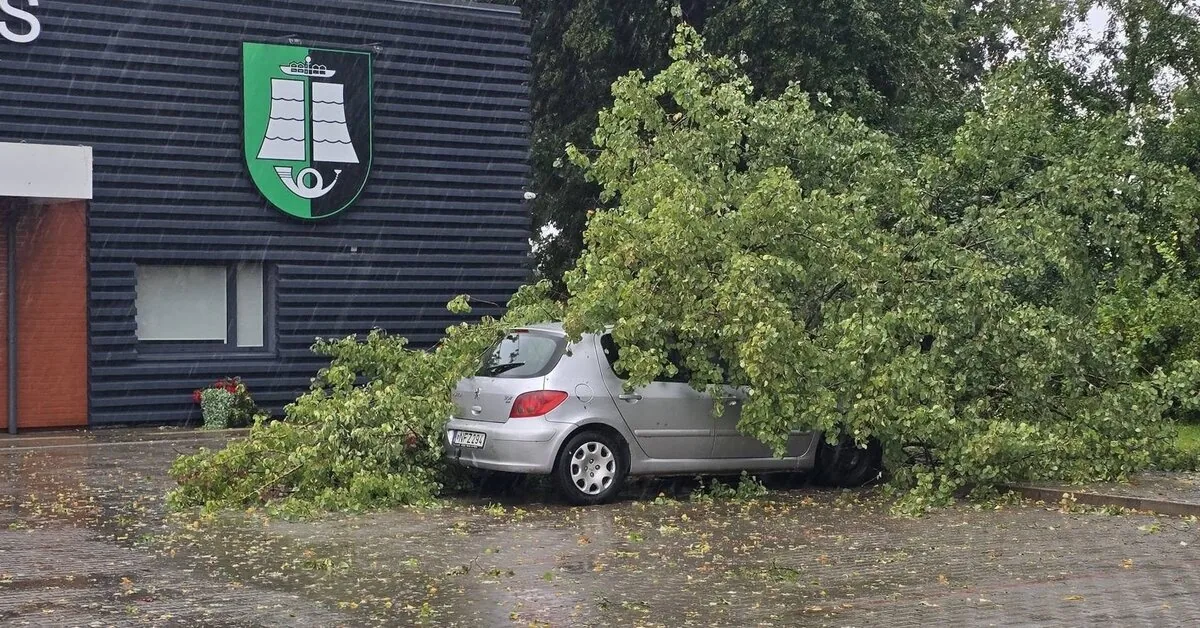 A tree fell on a car in the center of Vilnius: the municipality will have to compensate 14 thousand euros in damages