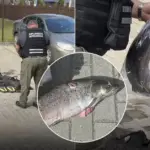 Poachers caught at the scene with a shot fish: what fine is threatened for this
