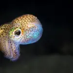 Calamari conquer the ocean – and not for the reason you might imagine