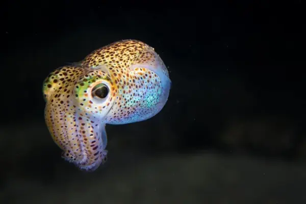 Calamari conquer the ocean – and not for the reason you might imagine