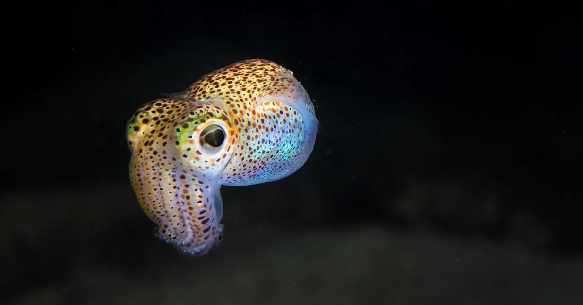 Calamari conquer the ocean – and not for the reason you might imagine