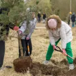 Autumn planting begins in Vilnius: here is how many trees will be planted