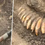Terrifying find in Poland: a 5,000-year-old necklace made of 42 teeth discovered