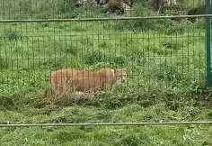 Lūšis „Gamtos perlo“ mini zoologijos sode