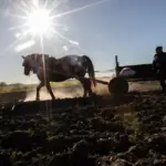 Who will work the land of Lithuania in a decade? Europe is looking for ways to attract young farmers