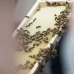 Important message for beekeepers: you can apply for support