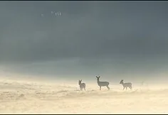 Fotografas Rimantas Bikulčius