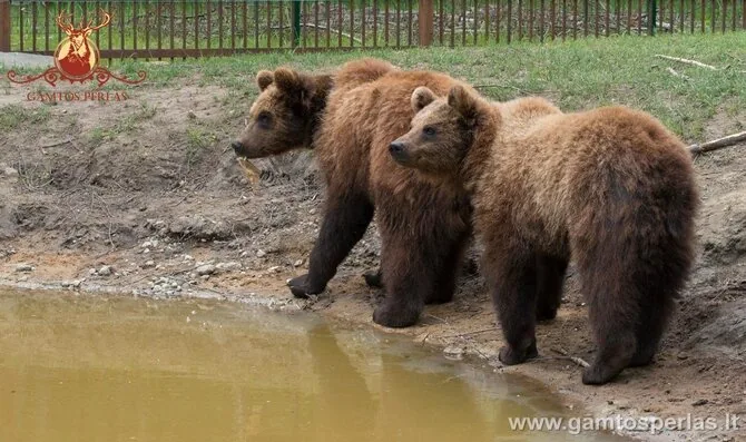 „Gamtos perlo“ nuotr./Meškos mini zoologijos sode