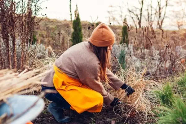 Autumn work in the garden: NVSC warns about a deadly but forgotten danger